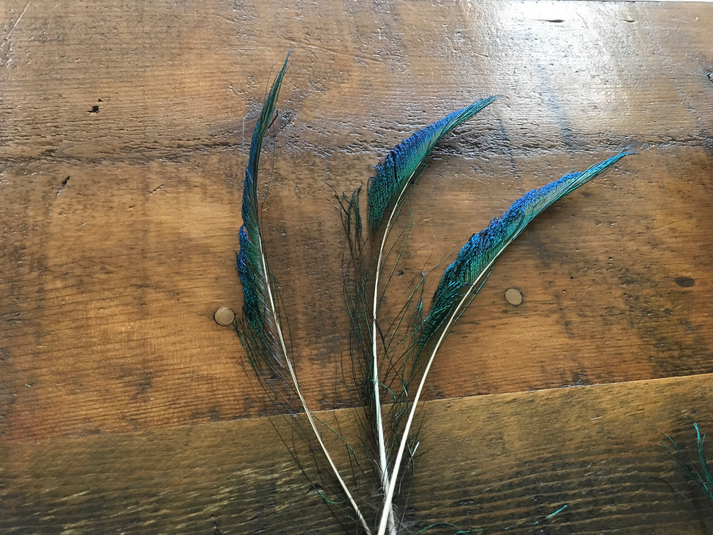 Accessories Hat Feathers F-PS Peacock