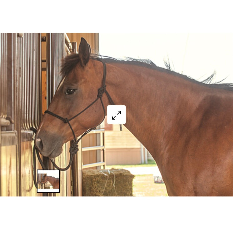 Classic Equine Rope Halter