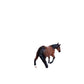 Toys Little Buster Barrel Horse , Gelding 200855 200864 200864