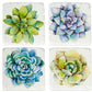 Giftware Succulent coasters