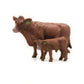Toys Little Buster Red Angus Cow 500260